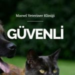 Bodrummekanları Uygulaması